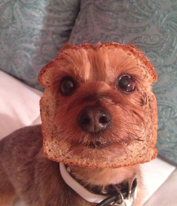 Este perro pan