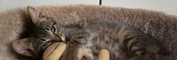 11 adorables fotos de mascotas durmiendo con su juguete