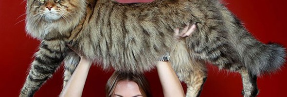 Estos son los gatos más gigantes del mundo