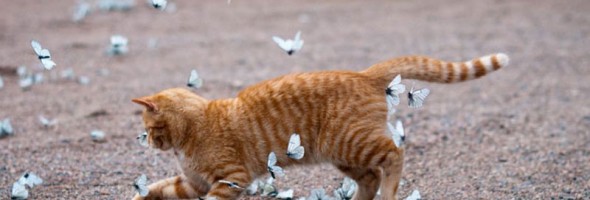 11 fotos tiernas de animales jugando con mariposas