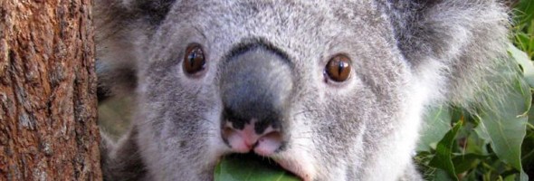 12 fotos de animales asustados que te harán reír