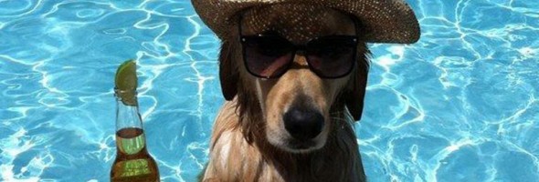 13 perros disfrutando de la piscina en verano