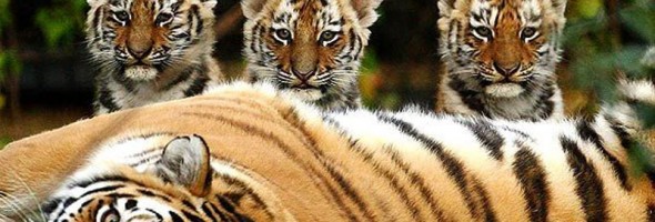 14 animales que están en peligro de extinción en la actualidad