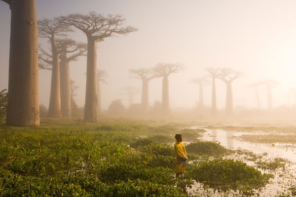 Alrededores de Morondava, Madagascar