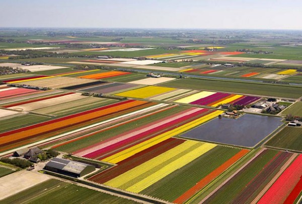 Campos de tulipanes en Holanda