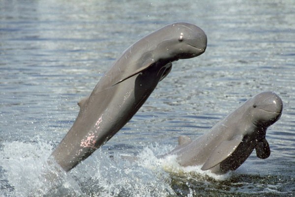 Delfín del rio Irrawaddy
