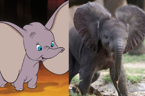 Dumbo