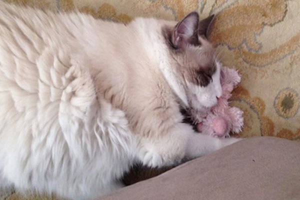 El gato ama a su cerdito de peluche