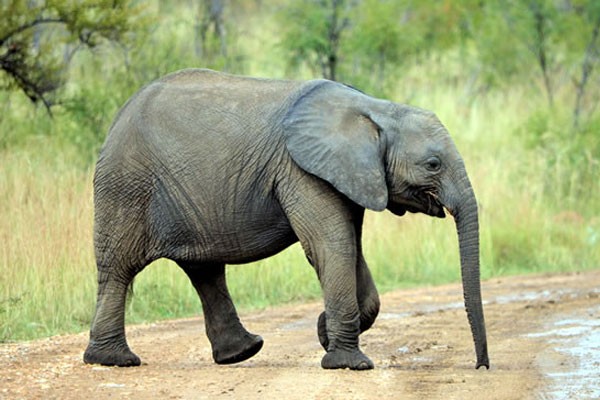 Elefante asiático