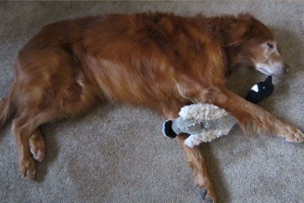 Ella adora a su ganzo de peluche