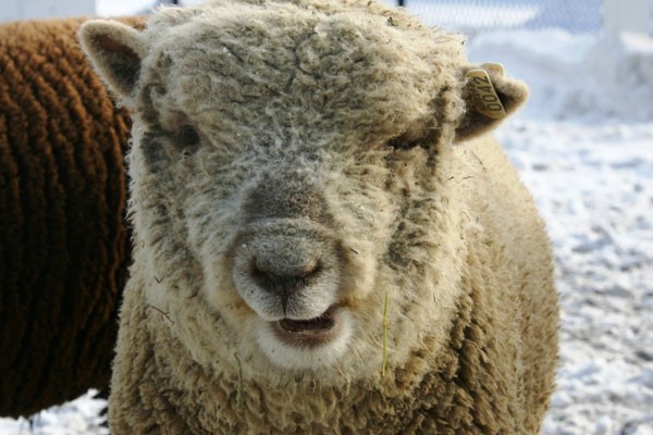 Esta linda oveja