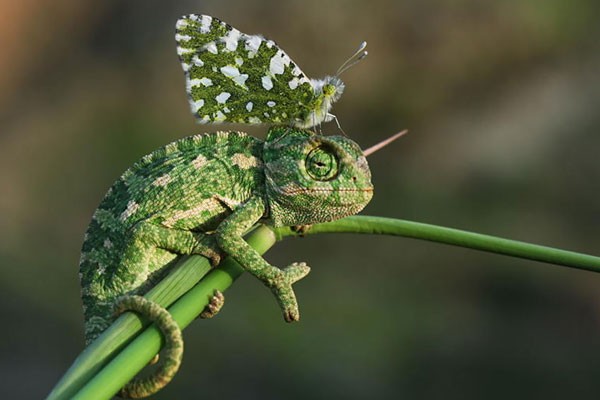 Este camaleón con una mariposa que le combina