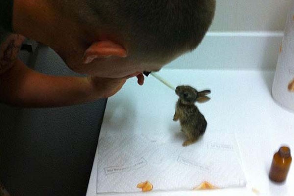 Este chico que rescató un conejo y le dio comidaeste chico