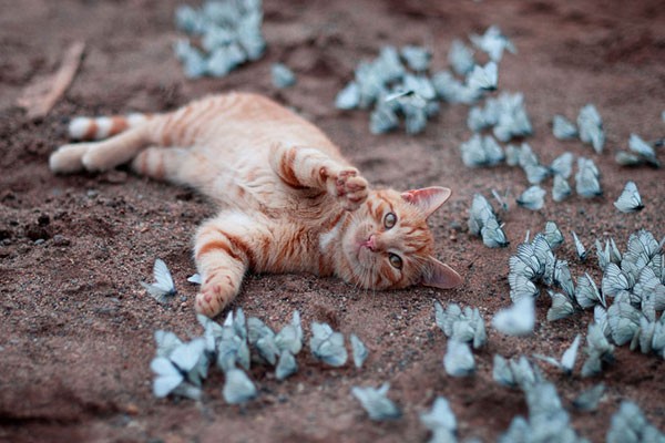 Este gato jugando con un grupo de mariposas