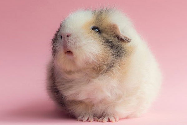 Este hamster