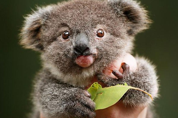 Este koala pequeño