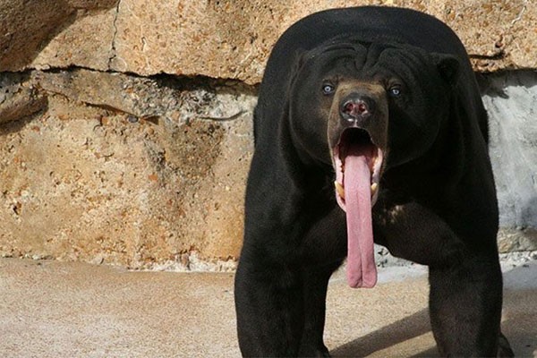 Este oso y su gran lengua
