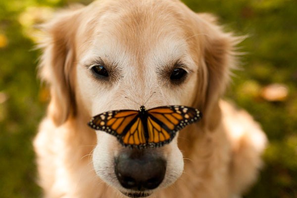 Este perro con una mariposa en la nariz