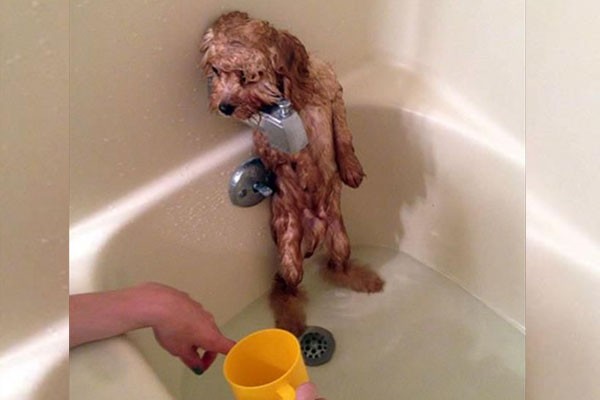 Este perro que no quiere bañarse