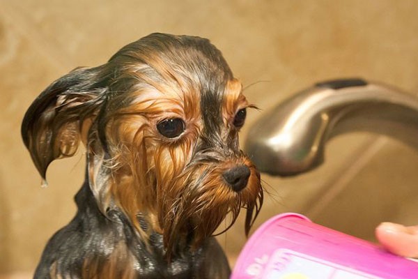 Este perro solo piensa que odia el baño