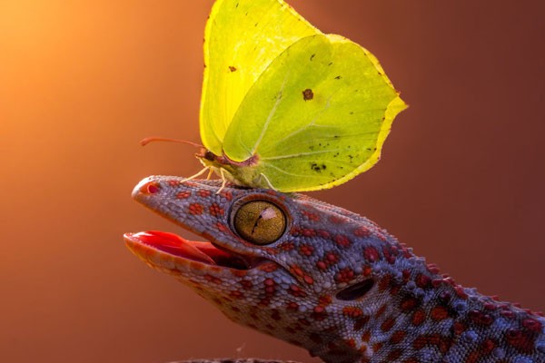 Gecko y su mariposa verde amarillenta