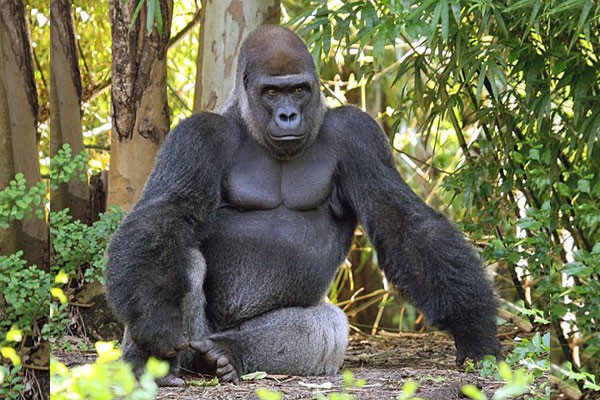 Gorilla Beringei