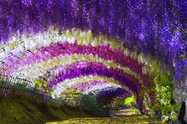 Jardín Kawachi Fuji, en Japón