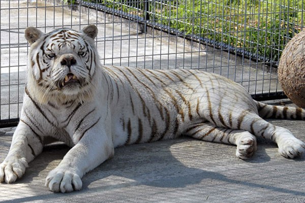 Kenny, el tigre blanco