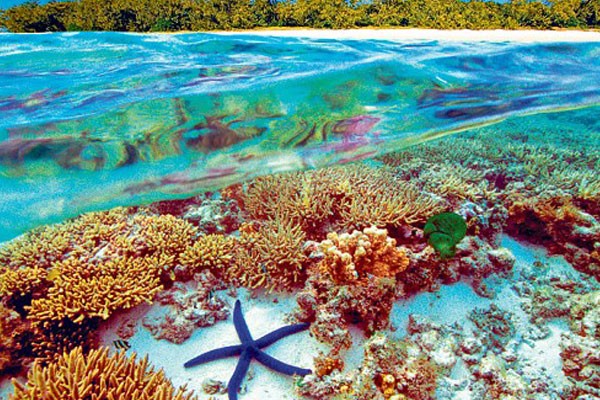 La gran barrera de Coral, Australia