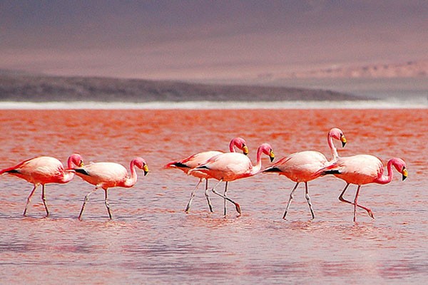 Laguna Colorada, Bolivia