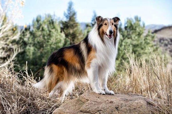 Lassie