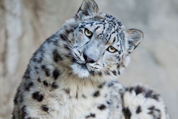 Leopardo de las nieves