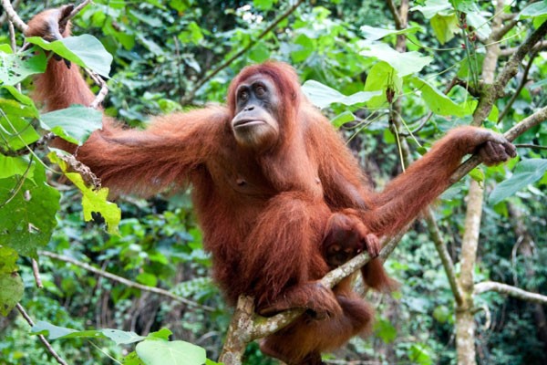 Orangután de Sumatra