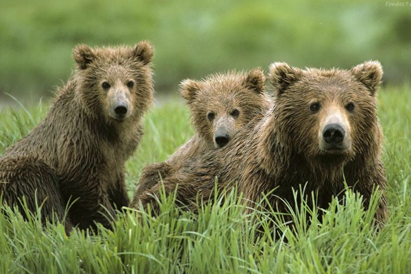 Oso pardo de los Alpes