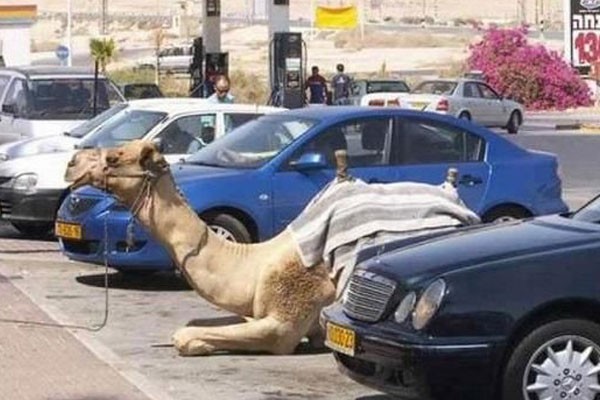 Parqueos exclusivos para camellos