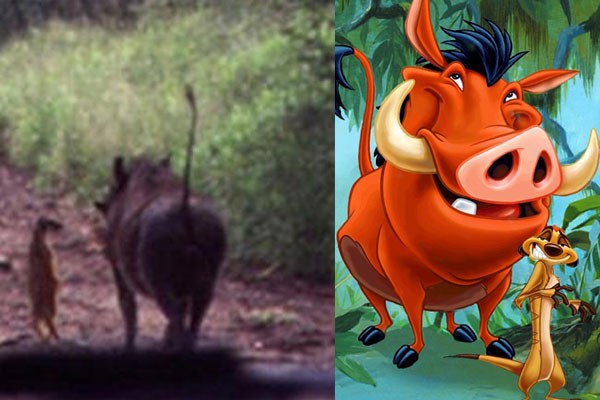 Timón y Pumba