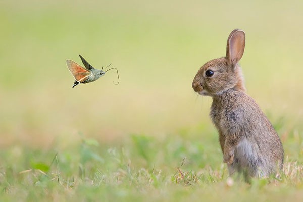 Un conejo y una mariposa