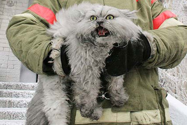 Un gato casi congelado, pero mantiene calor con su pelaje