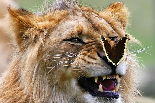 Un león con nariz de mariposa