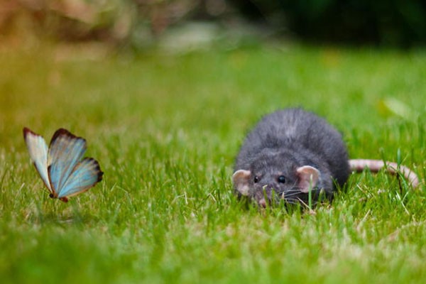 Una ratita observando a la mariposa