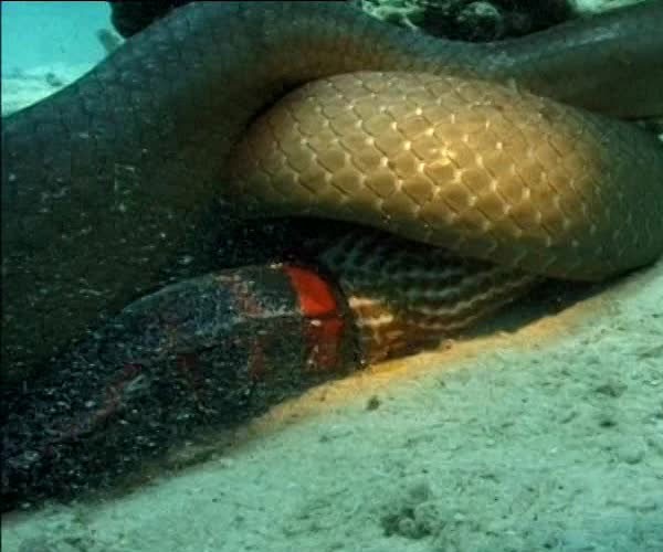 La gran serpiente del mar