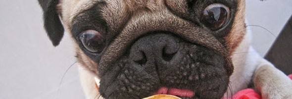 Alimentos que tu perro no debe comer porque son muy peligrosos para su salud
