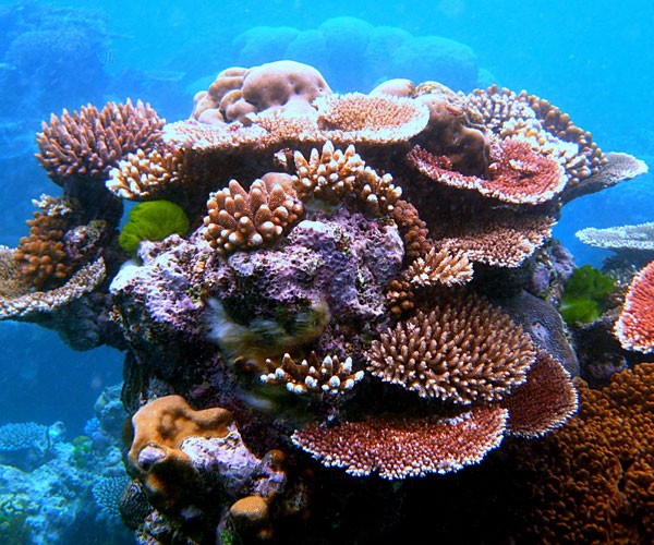 Los corales