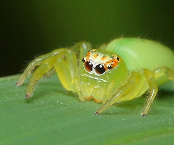 Araña saltadora transparente