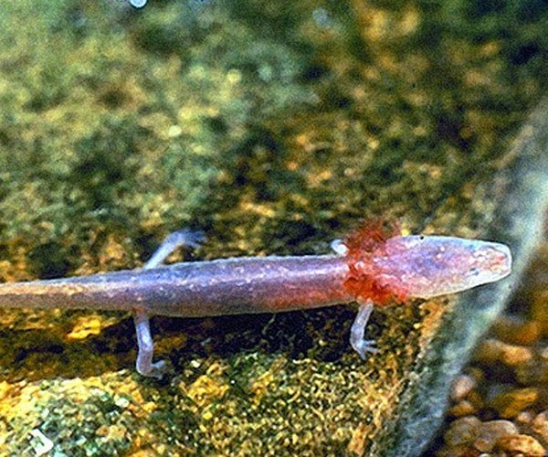 Salamandra de las termas Barton