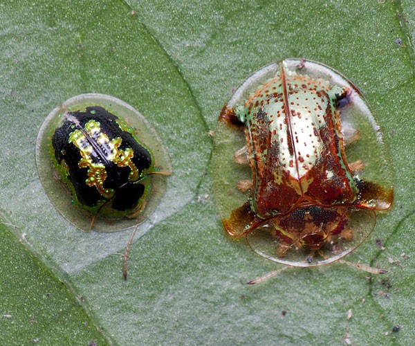 Escarabajo caparazón de tortuga