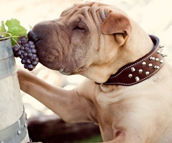 Los perros no deben comer uvas