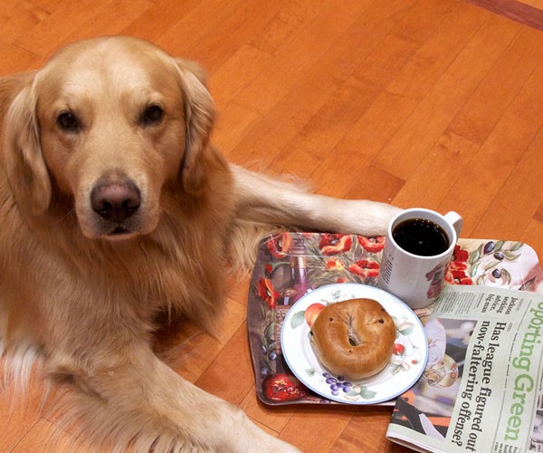 Nada de café para el perro