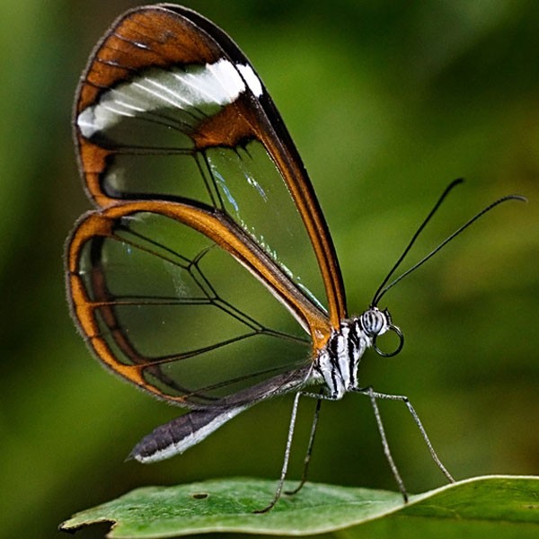 Mariposa Greta Oto