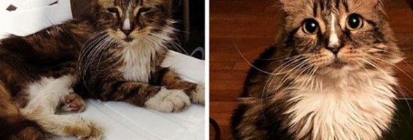 25 gatos que tuvieron mejor vida después de su adopción